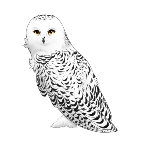 Snowy Owl by Honey-Chai on DeviantArt