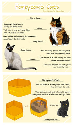 Honeycomb Cat Info Sheet - (REMADE) Pt. 2