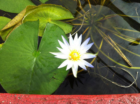 close up flower