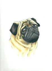 Pug