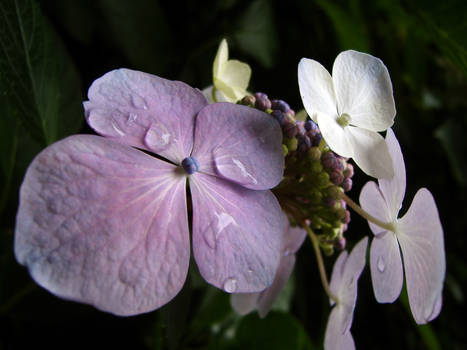 Flowers in the shade