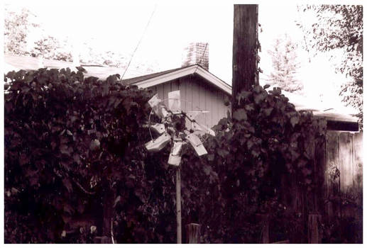 vineyard window