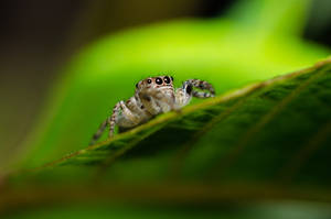 Jumping spider