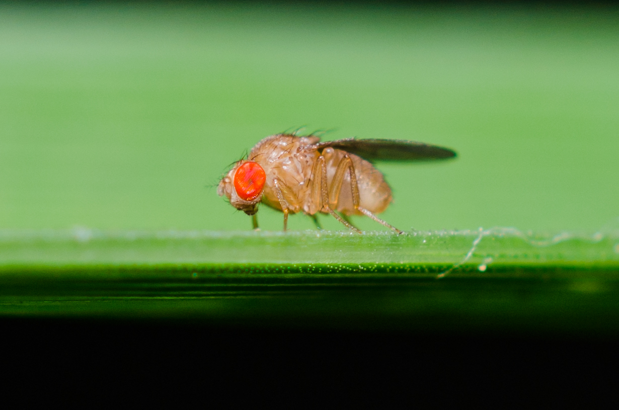 little red eye fly