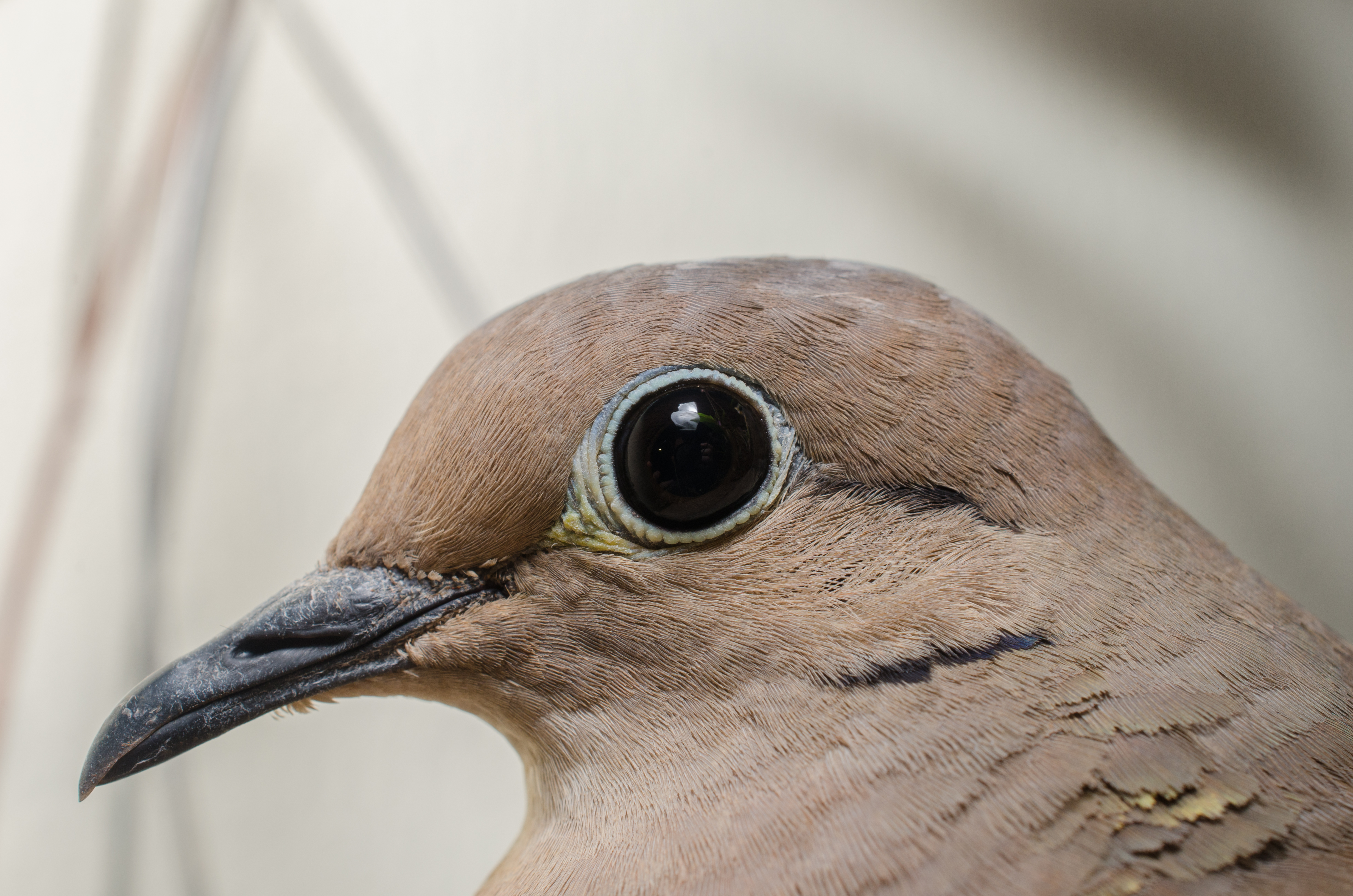 an ultra detailed pigeon head