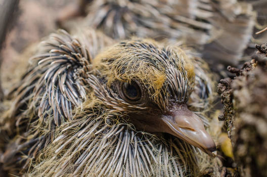 an ultra detailed young pigeon head