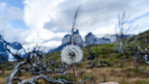 Torres Del Paine - Dandelion