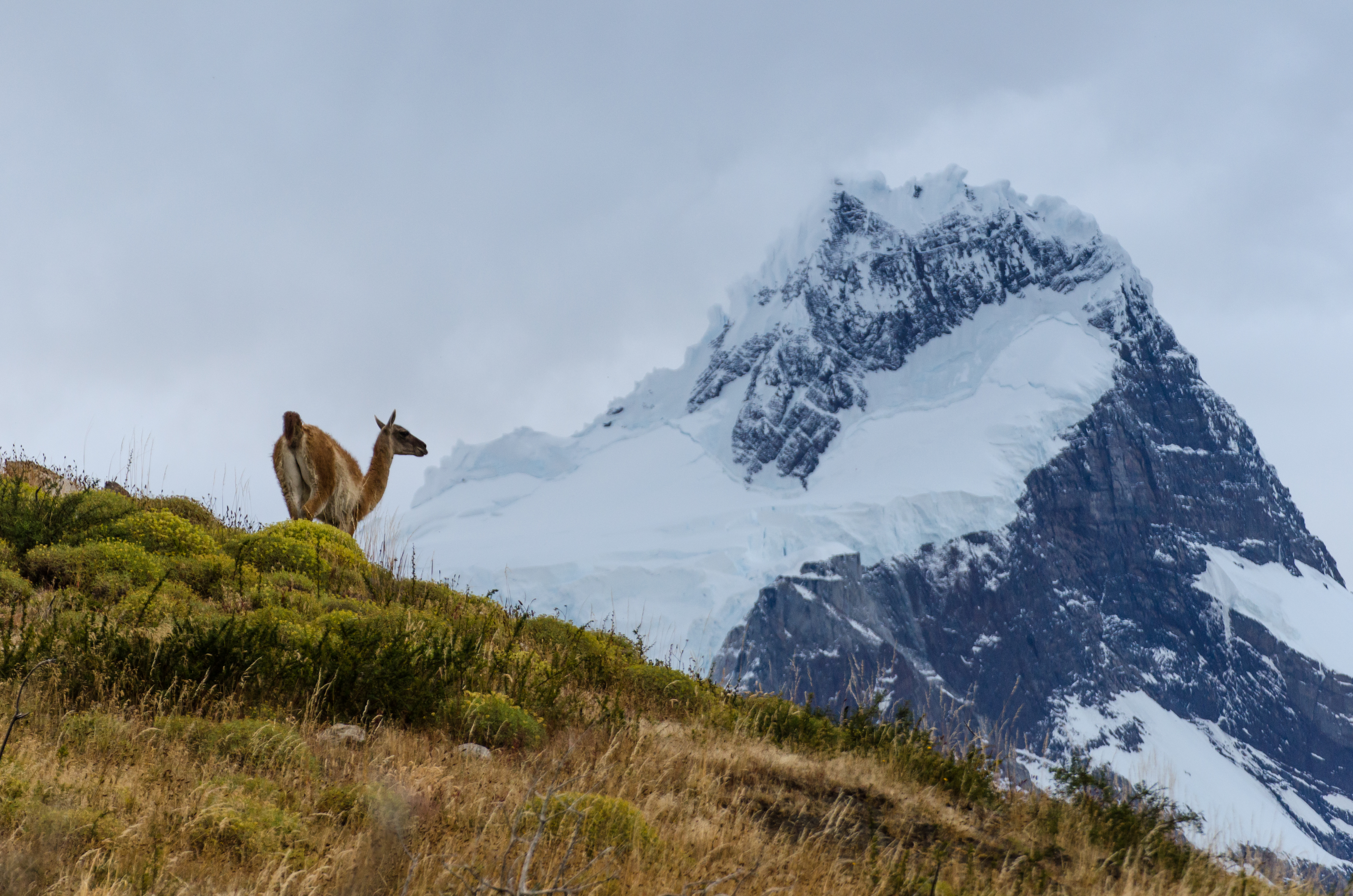 Torres Del Paine - Chile - Guanaco