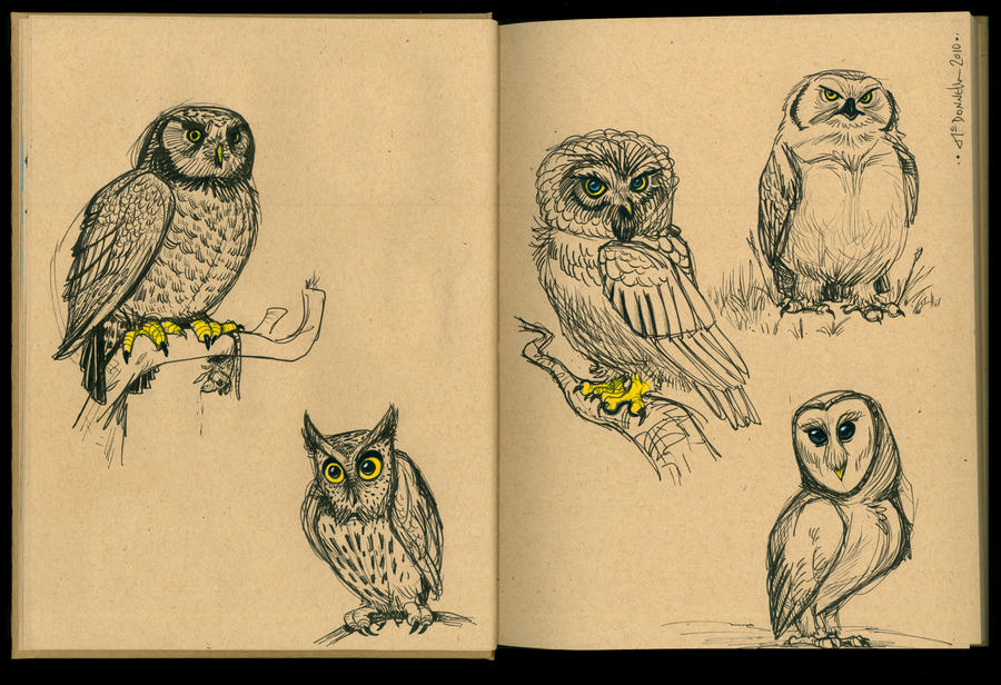 Owl Sketches 04