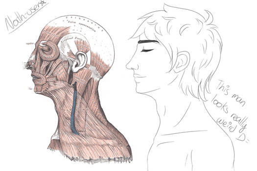 Human Anatomy - Head Profile Muscles