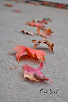 Line of Leaves