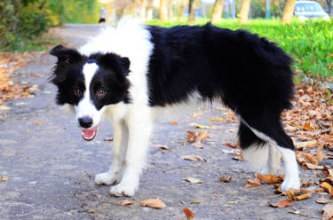 Border Collie