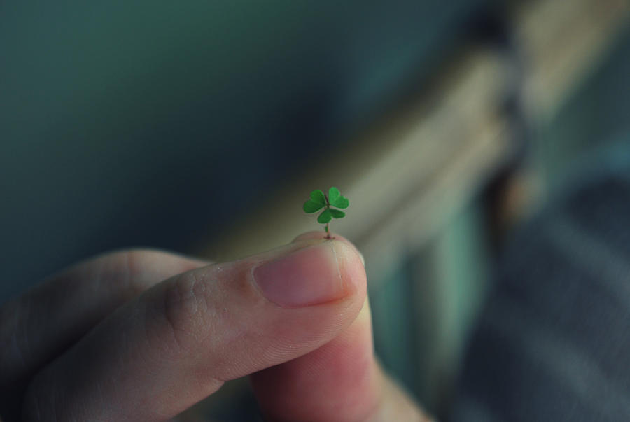 mini clover