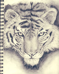 Tiger Drawing By TigerTiz26 by TigerTiz26