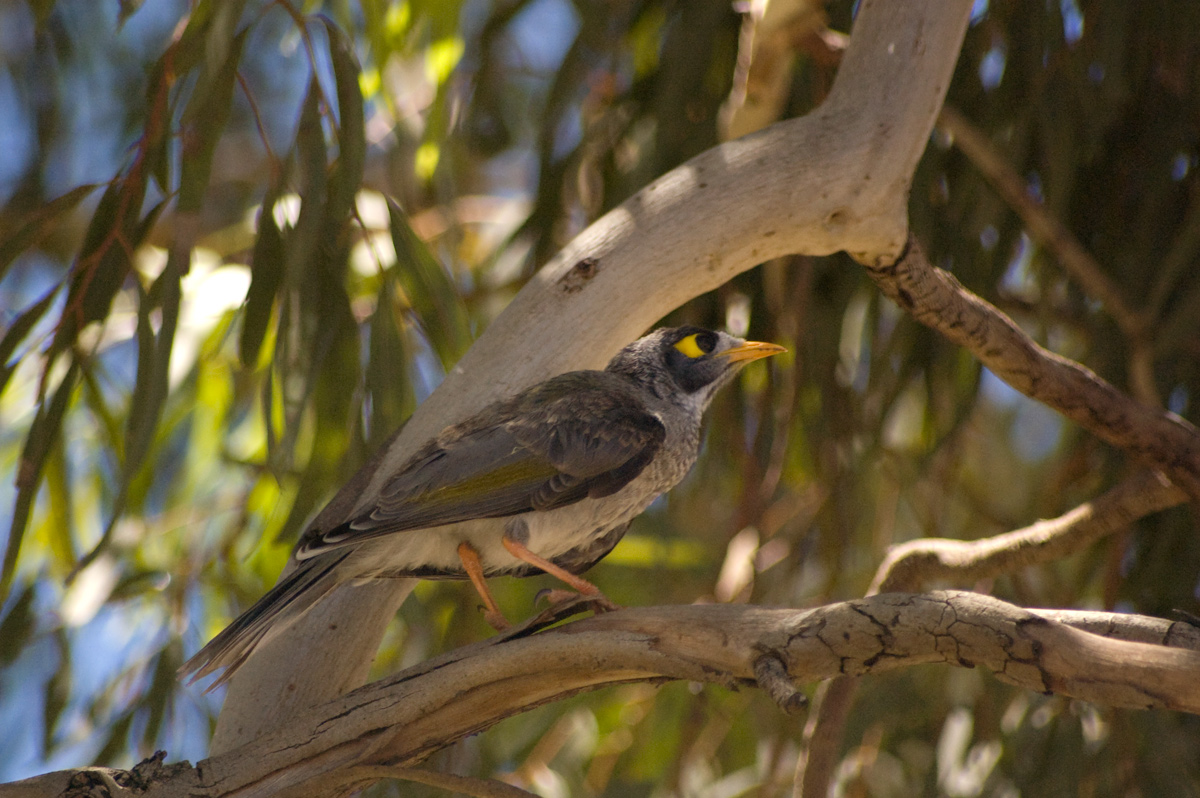 Noisy Miner