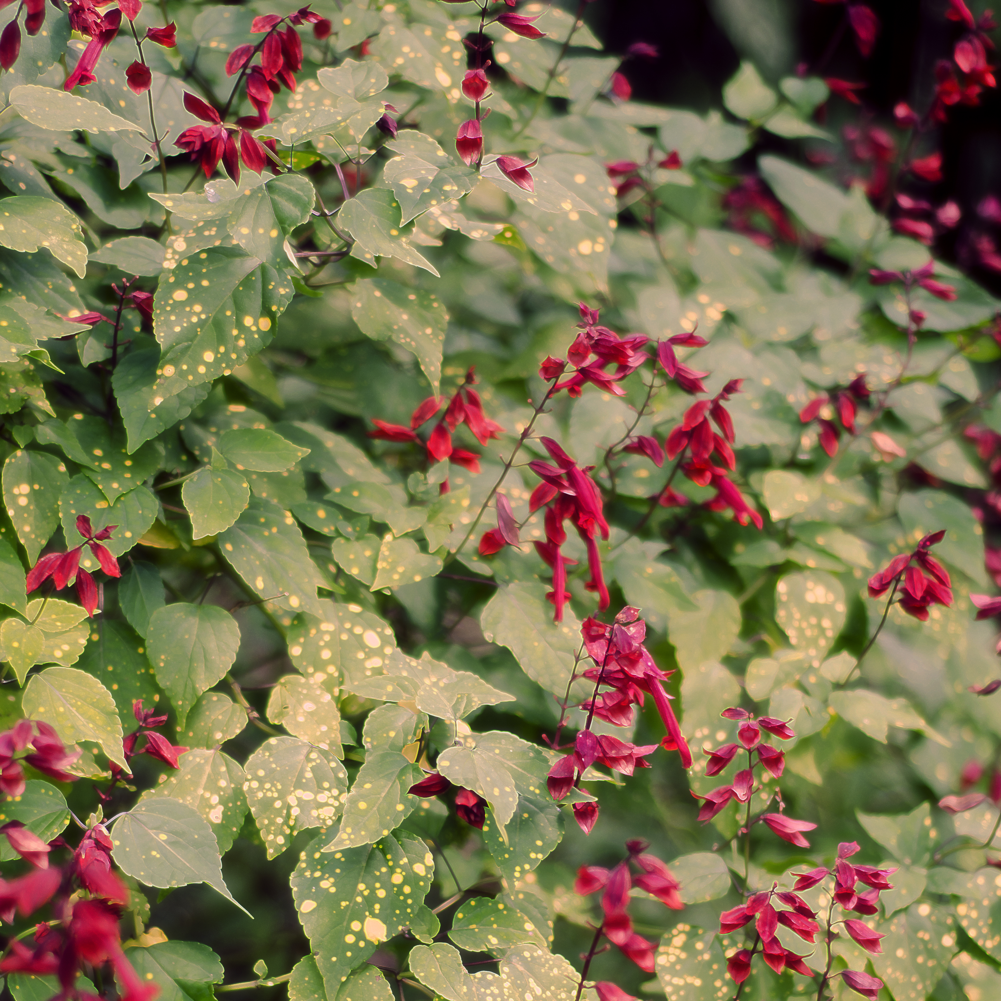 Fantasy Scene Flowers