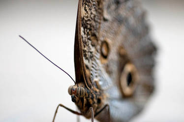 Butterfly Show 2