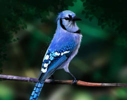 Blue Jay