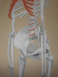 Skeleton