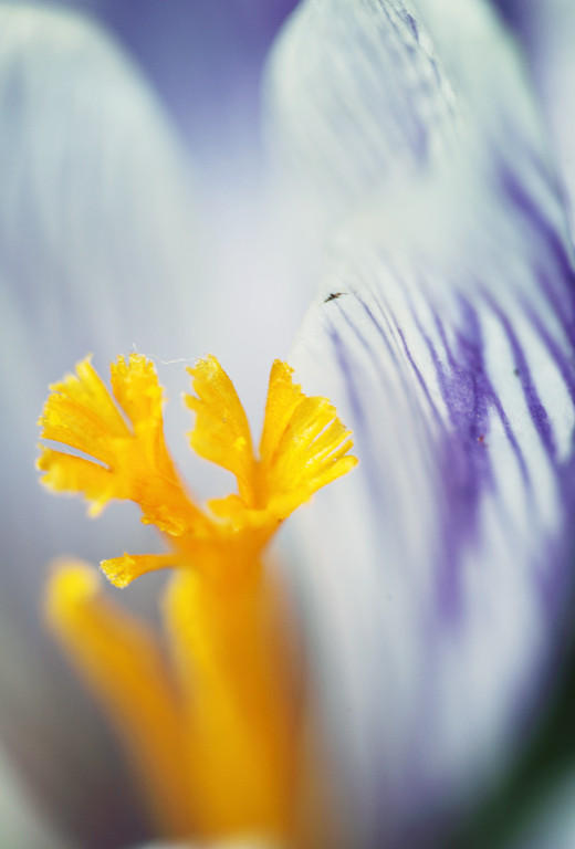 twisted crocus by right-angle on DeviantArt