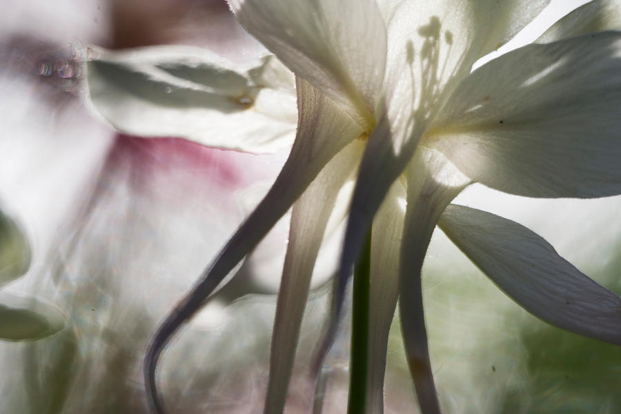 stray columbine