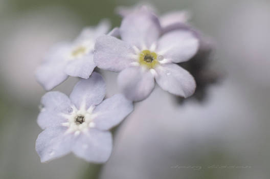 Forget me Not, pastel