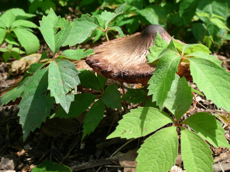 hiding toadstool