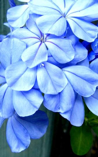 Blue Flowers