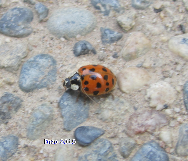 Ladybug