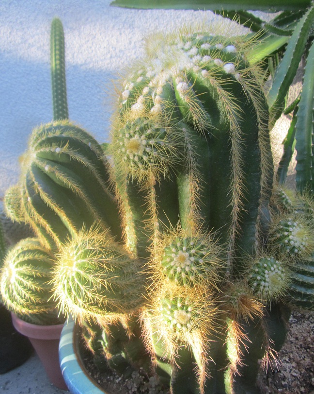 Parodia cactus pups