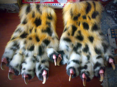 Amur leopard handpaws