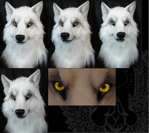 Second white wolf male head