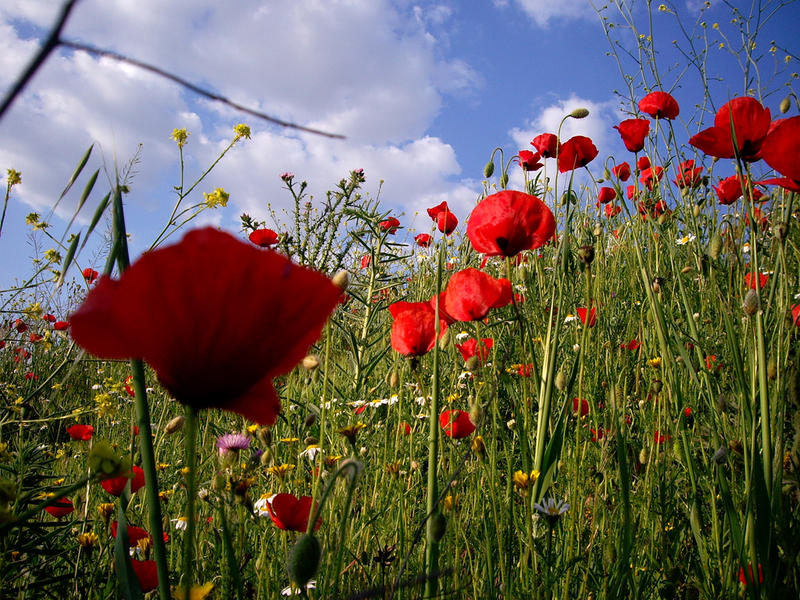 Amapolas...