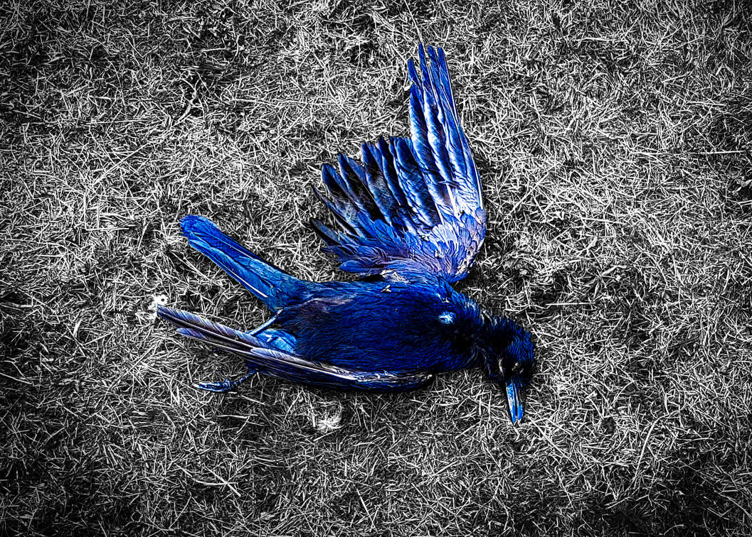 Death of Twitter by LookIMadeAHat on DeviantArt