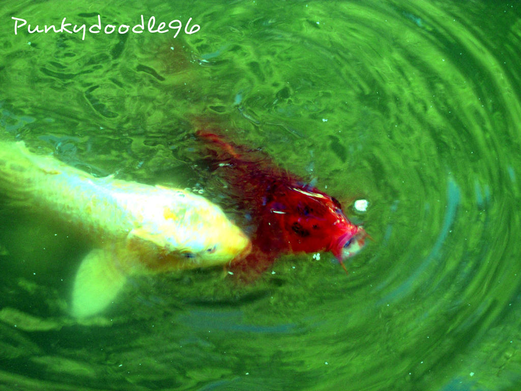 Pond Fish 4