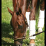 Funny Cide 2