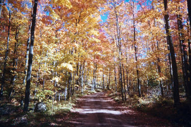 Gravel road in Fall