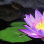 Nil Maanel - Water Lily 2