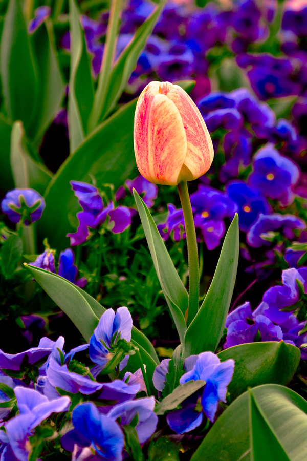 Colorful tulip