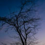 Twilight Tree