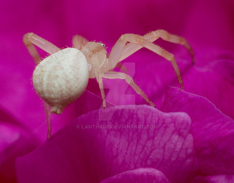 Spider Insect Deviantart Spider by Lanthrop on DeviantArt