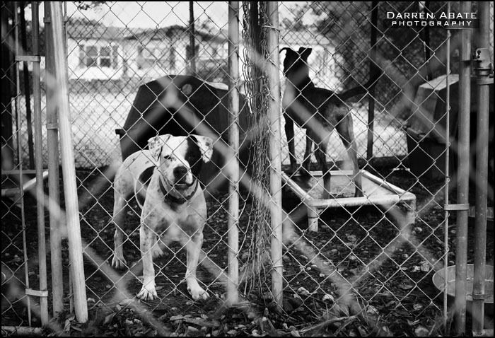 Animal Shelter .02