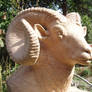 Bighornsheep in progress5