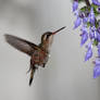 Glittering-bellied Emerald (female)