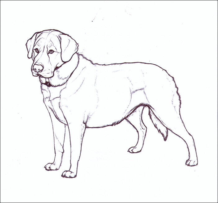 Labrador