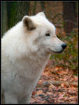 Arctic Wolf by nikkiburr