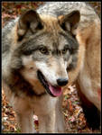 Wolf Smirk by nikkiburr