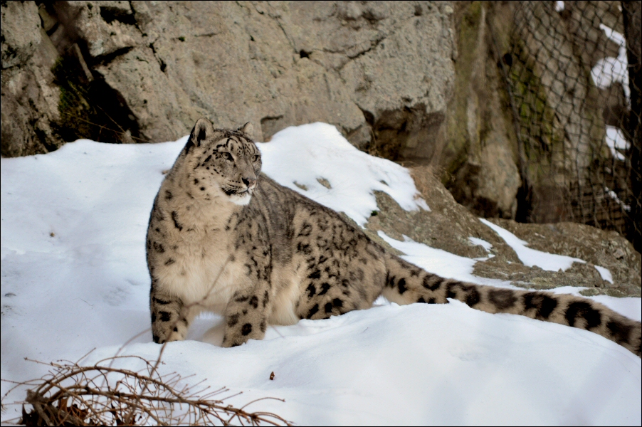 Stone Zoo - Snow Leopard 3