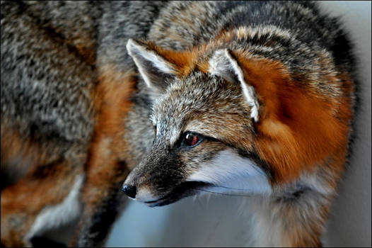 Gray Fox Taxidermy