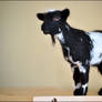 Nigerian Dwarf Goat